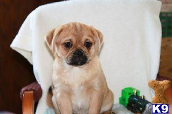 Palmer - Puginese Male